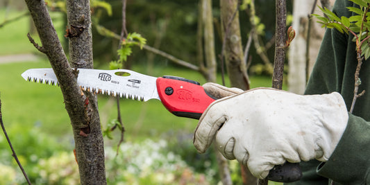 Felco pruning saw cutting through branch at Barnsdale gardens
