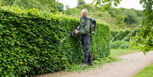 Jon Brocklebank cutting beech hedge at Barnsdale Gardens with Stiga SHT 900 AE Cordless hedge trimmer