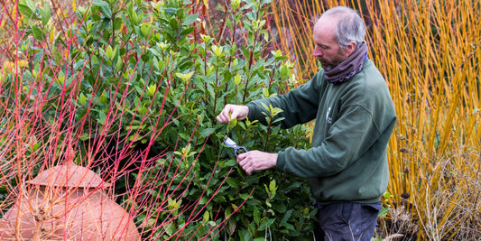 Niwaki Sentei Secateurs used to prune Bay at Barnsdale Gardens