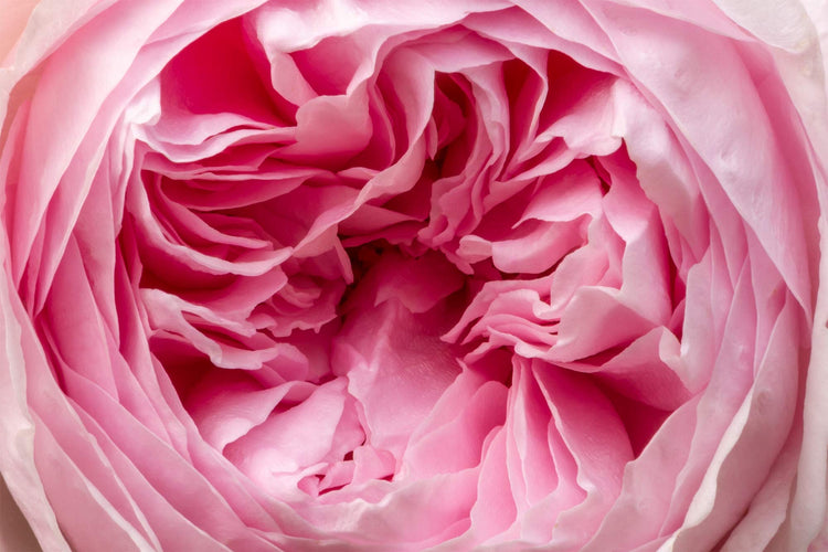 Roses from the Barnsdale Gardens plants nursery