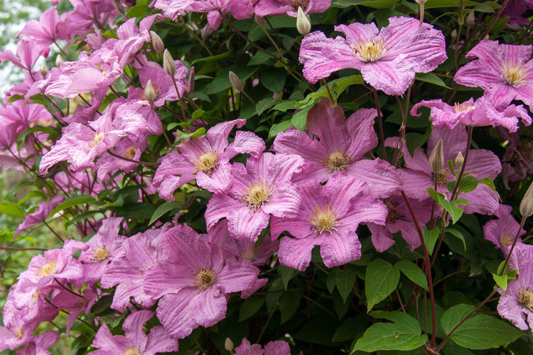 Climbers from the Barnsdale Gardens plants nursery