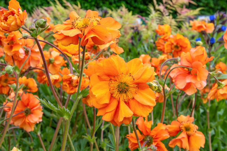 Drought resistant plants from the Barnsdale Gardens plants nursery