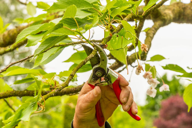 Gardening courses, classes, workshops and tuition at Barnsdale Garden