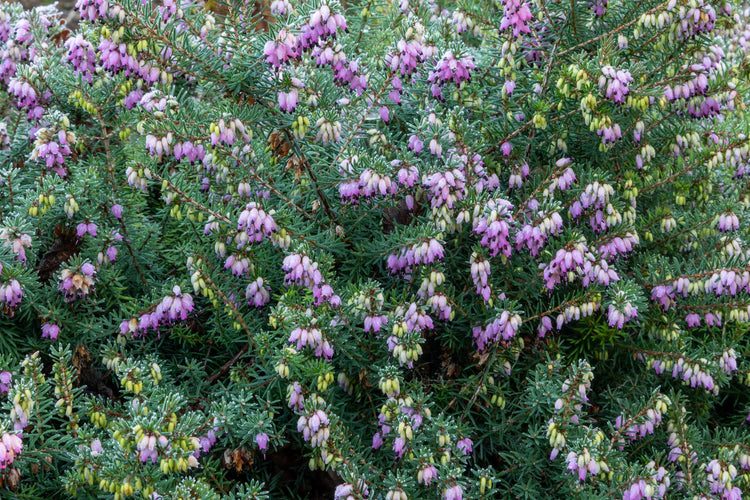 January courses at Barnsdale Gardens. Header image of Erica under frost.