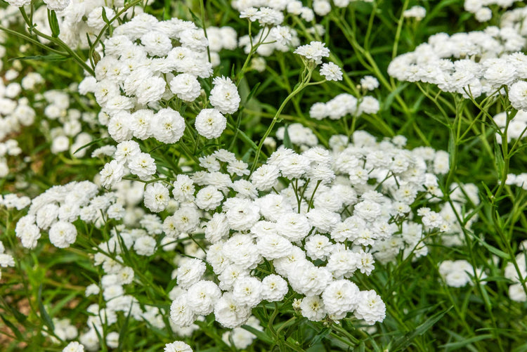 Courses at Barnsdale Gardens in July. White Achillea ptarmica 'Perry's White' at Barnsdale Gardens in July.
