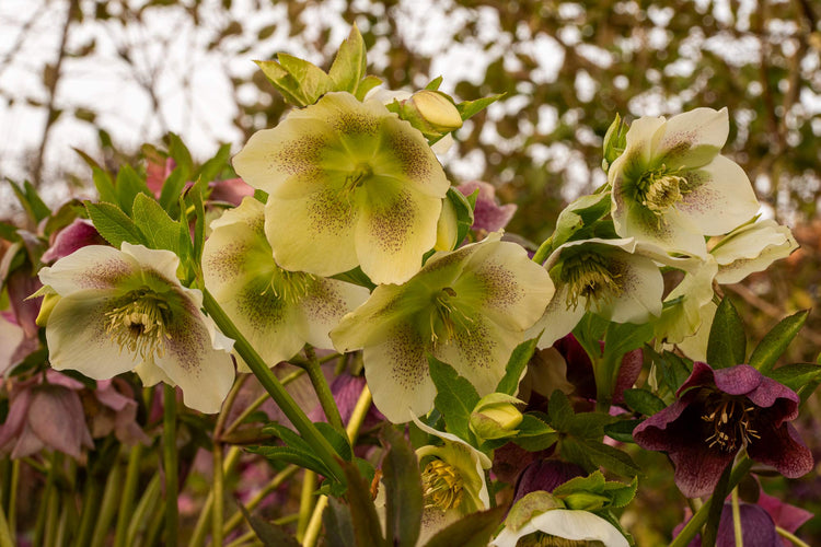 Courses in March at Barnsdale Gardens. Helleborus Ć hybridus at Barnsdale Gardens