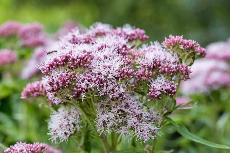 Perennial garden plants from the plants nursery at Barnsdale Gardens