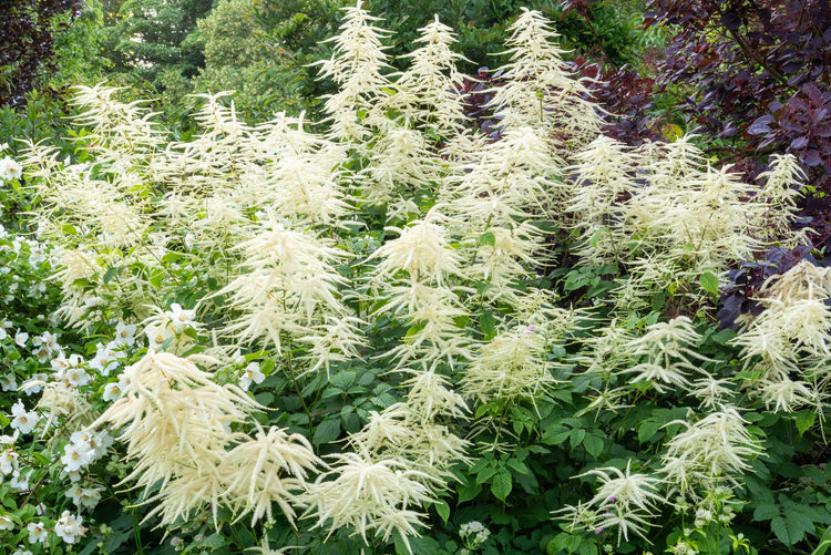 Plants for any position to buy online from the Barnsdale Gardens plant nursery