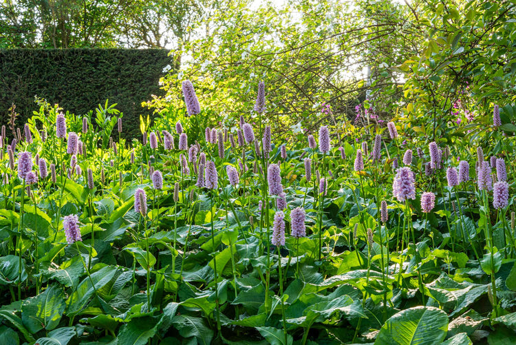 Plants for semi-shade from the Barnsdale Gardens plants nursery
