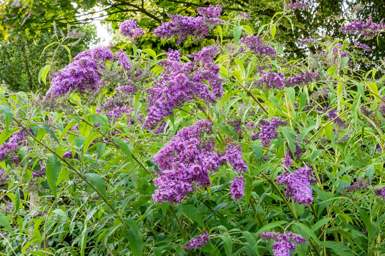 Trees and shrubs from the Barnsdale Gardens plants nursery