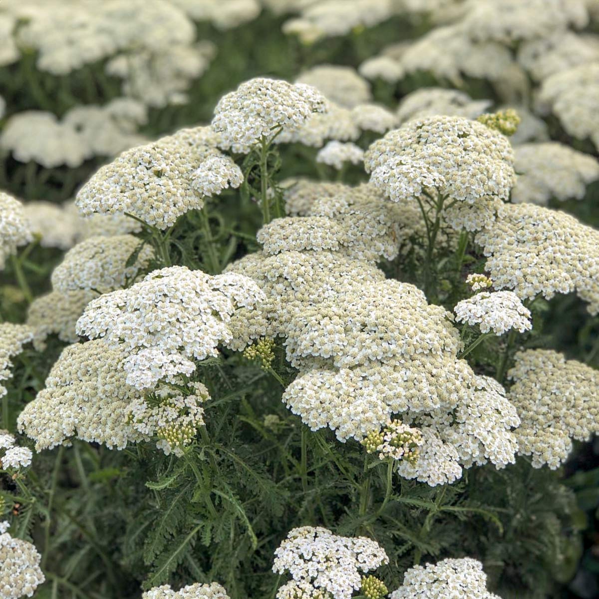 Achillea millefolium 'Balvinwite'