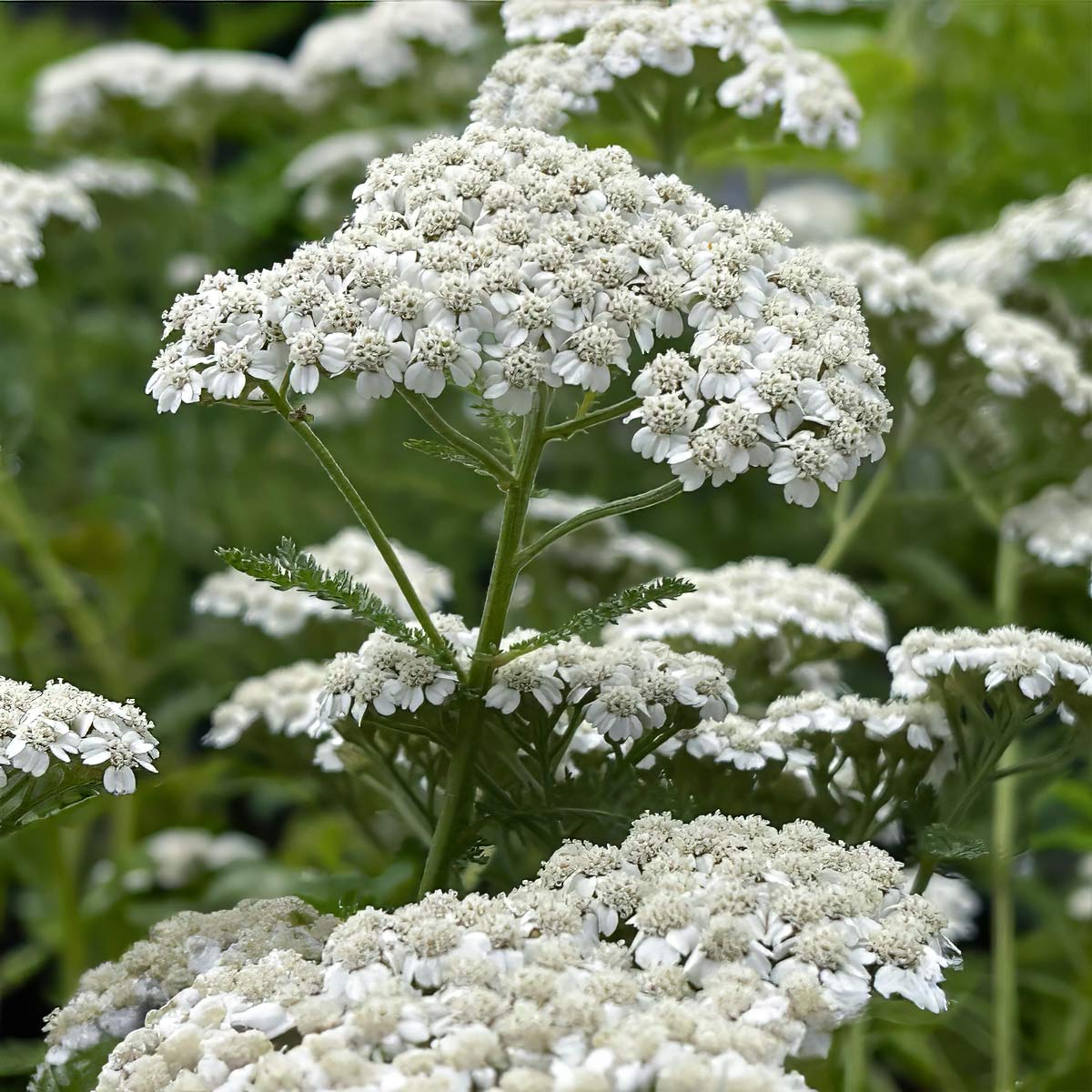 Achillea millefolium 'Balvinwite'