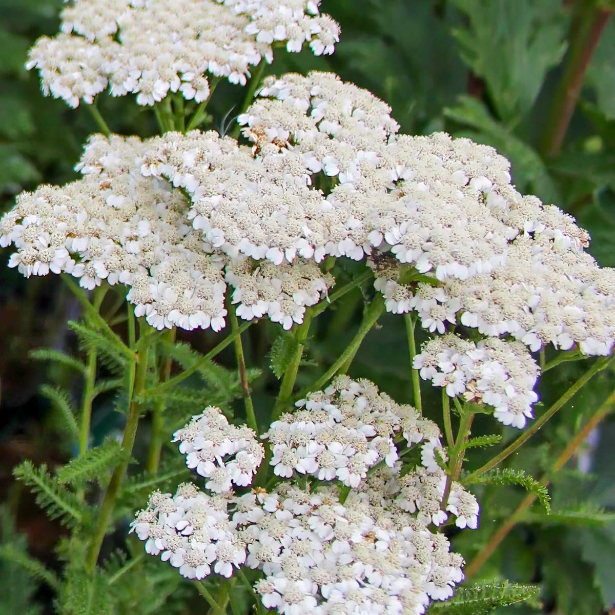 Achillea millefolium 'Balvinwite'