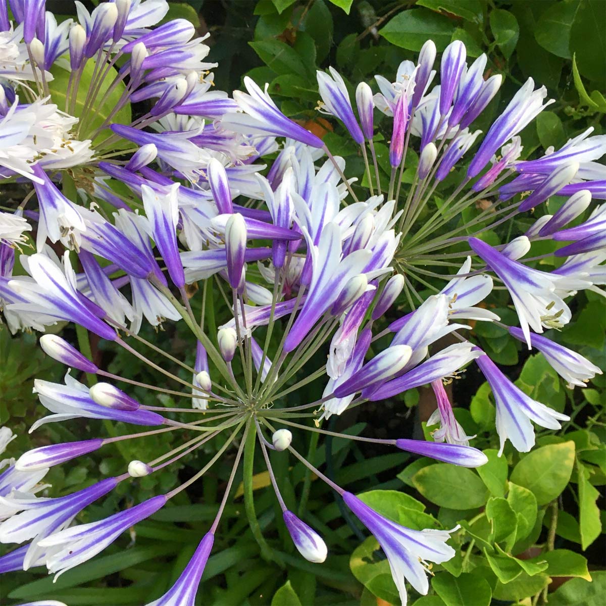 Agapanthus 'Fireworks'