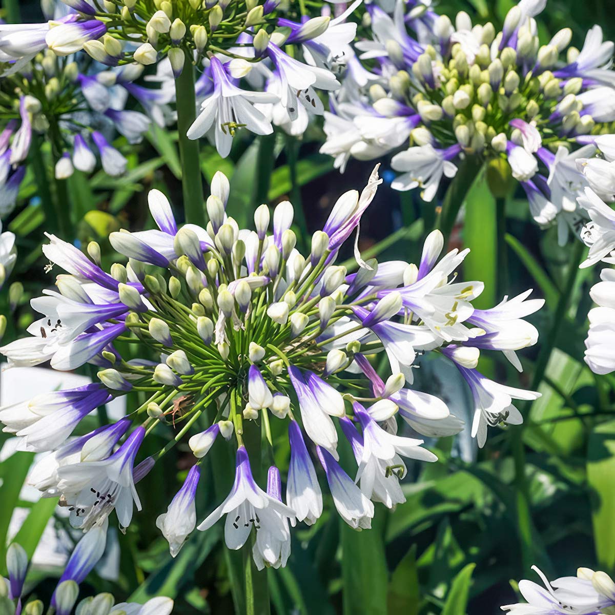 Agapanthus 'Fireworks'