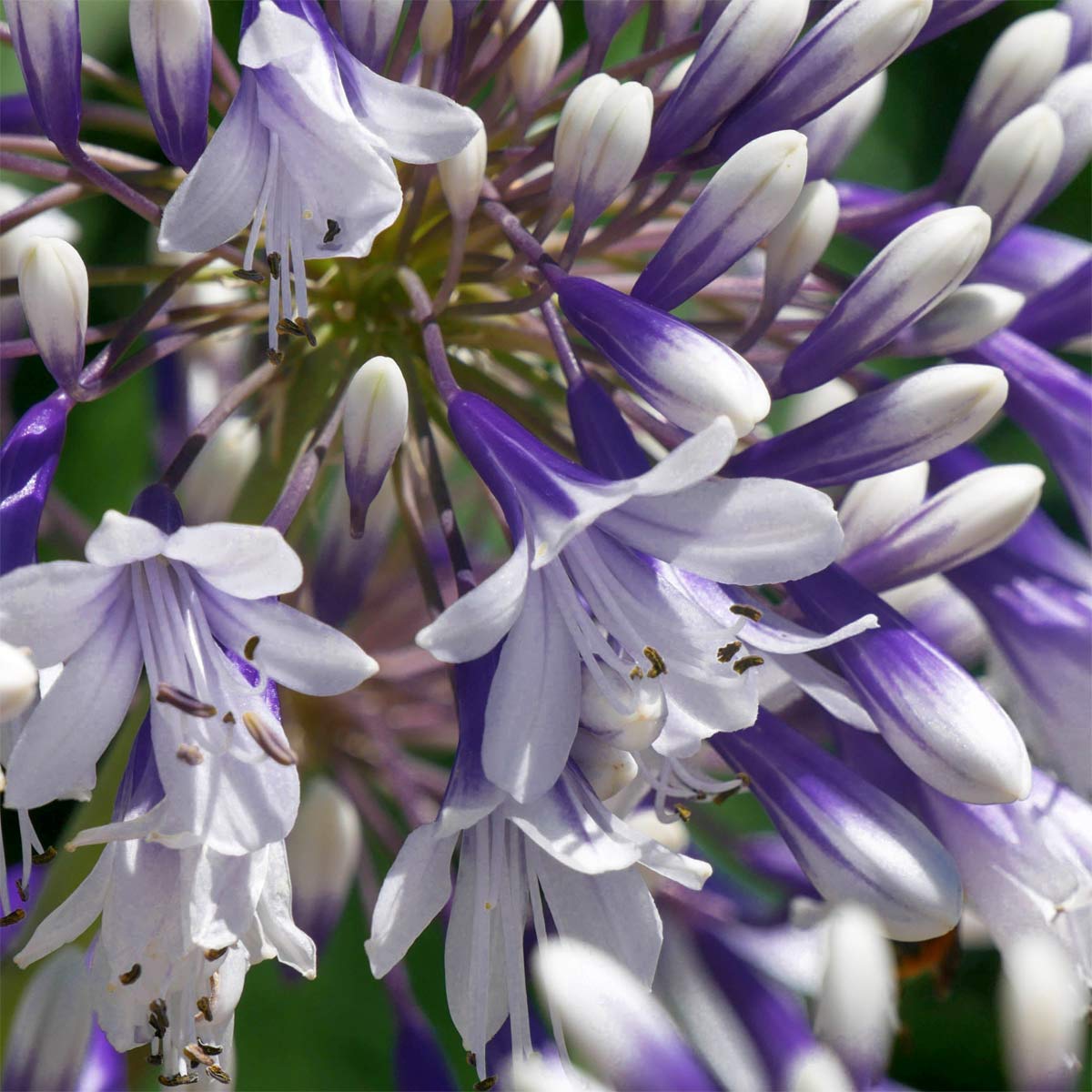 Agapanthus 'Fireworks'