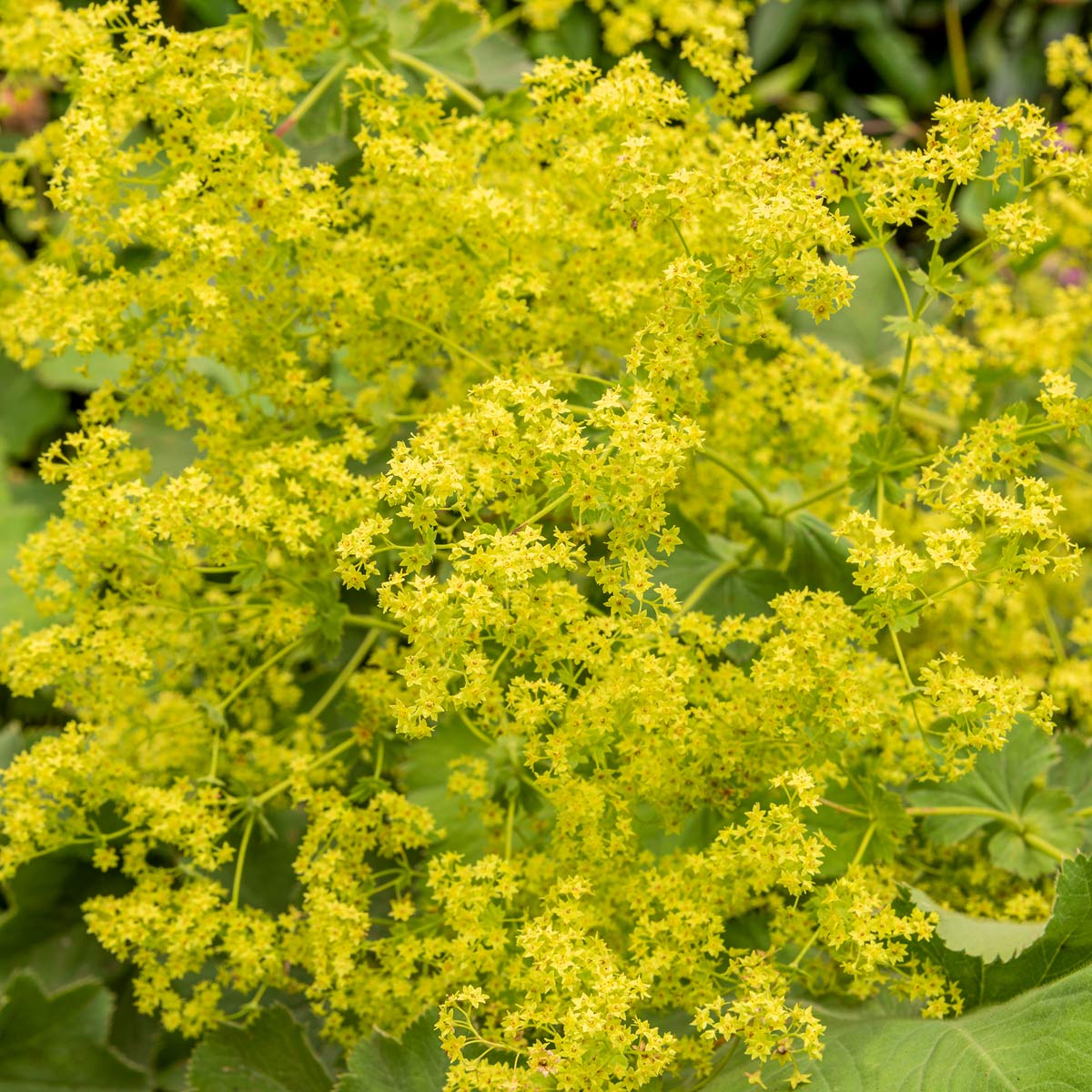 Alchemilla mollis