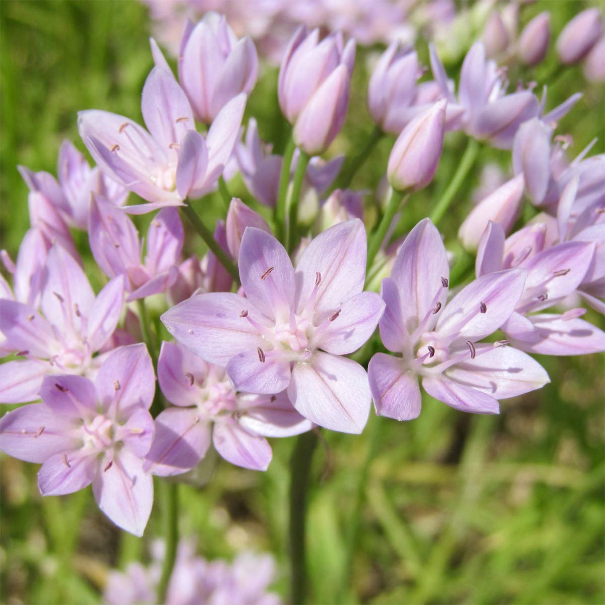 Allium unifolium