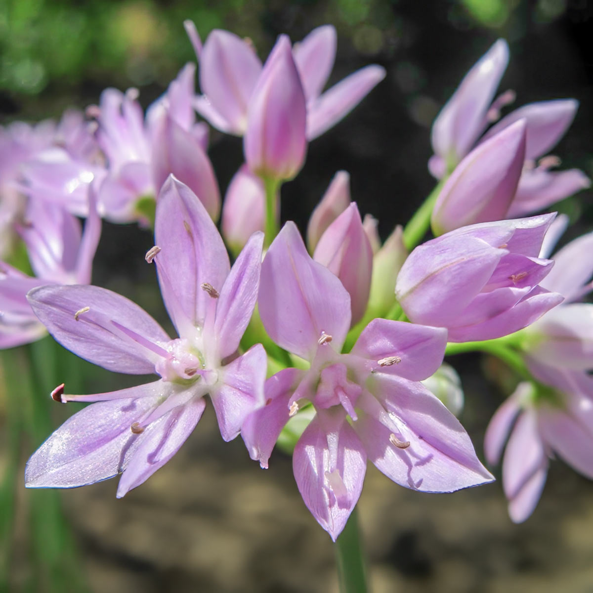 Allium unifolium