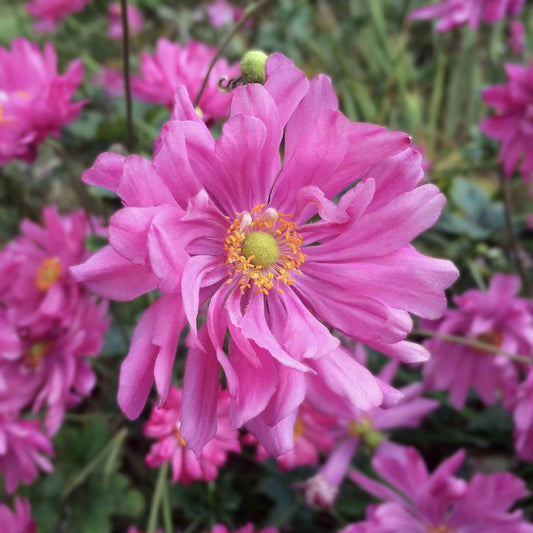 Anemone hupehensis var. japonica 'Prinz Heinrich'