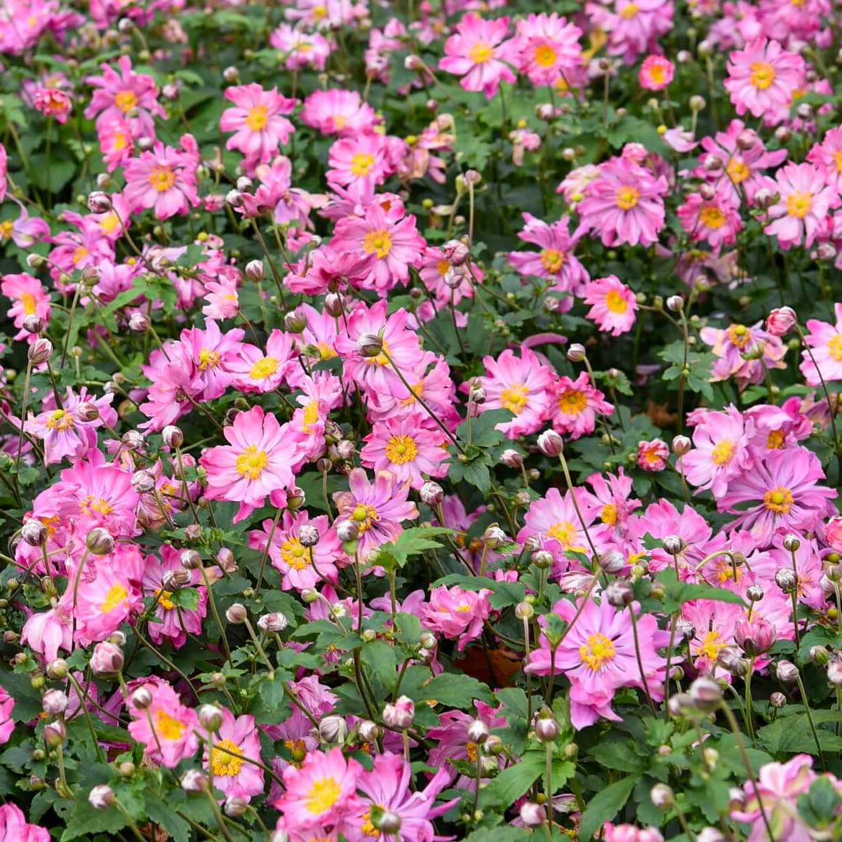Anemone hupehensis var. japonica 'Prinz Heinrich'