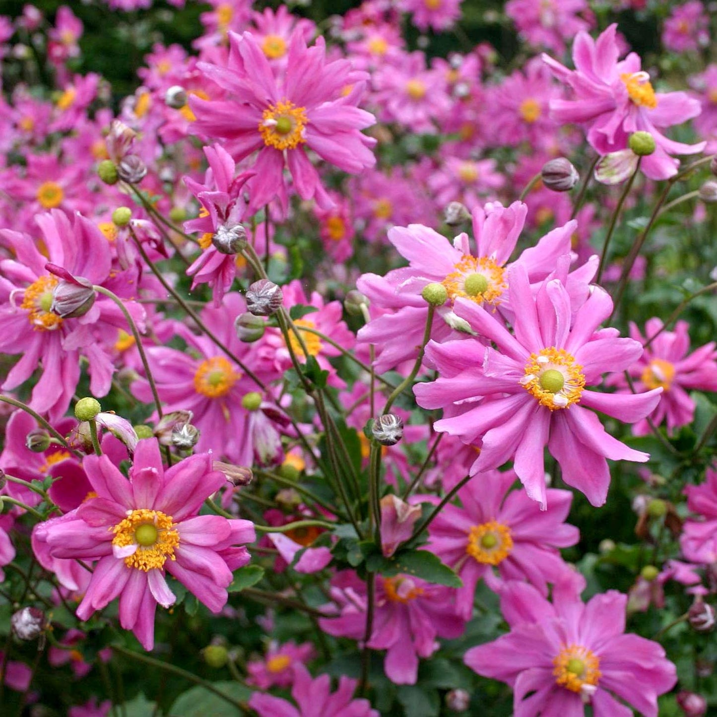 Anemone hupehensis var. japonica 'Prinz Heinrich'