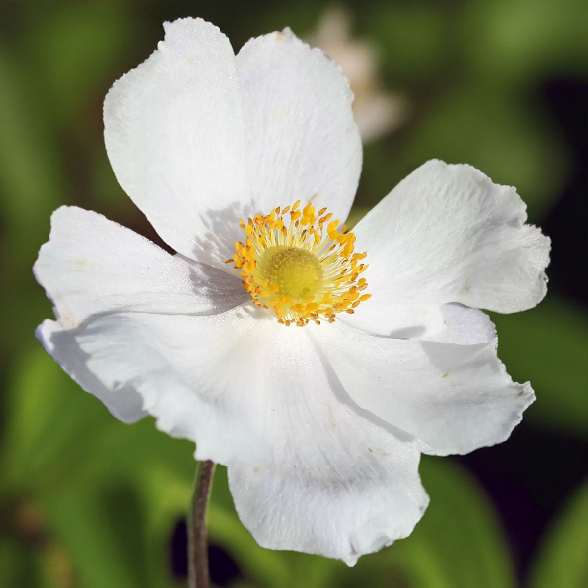 Anemone x hybrida 'Dreaming Swan'