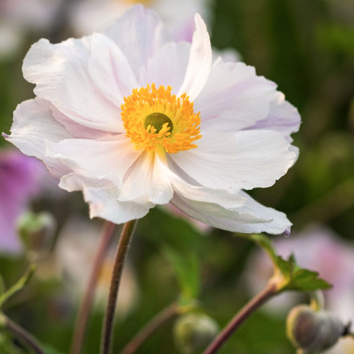 Anemone x hybrida 'Dreaming Swan'