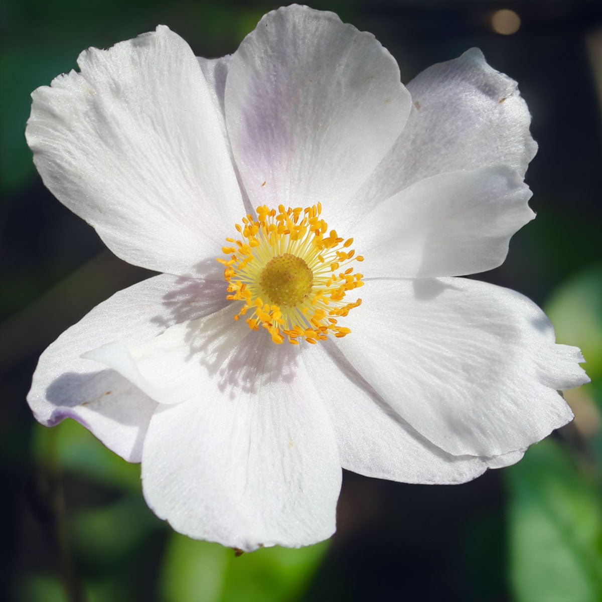 Anemone x hybrida 'Dreaming Swan'