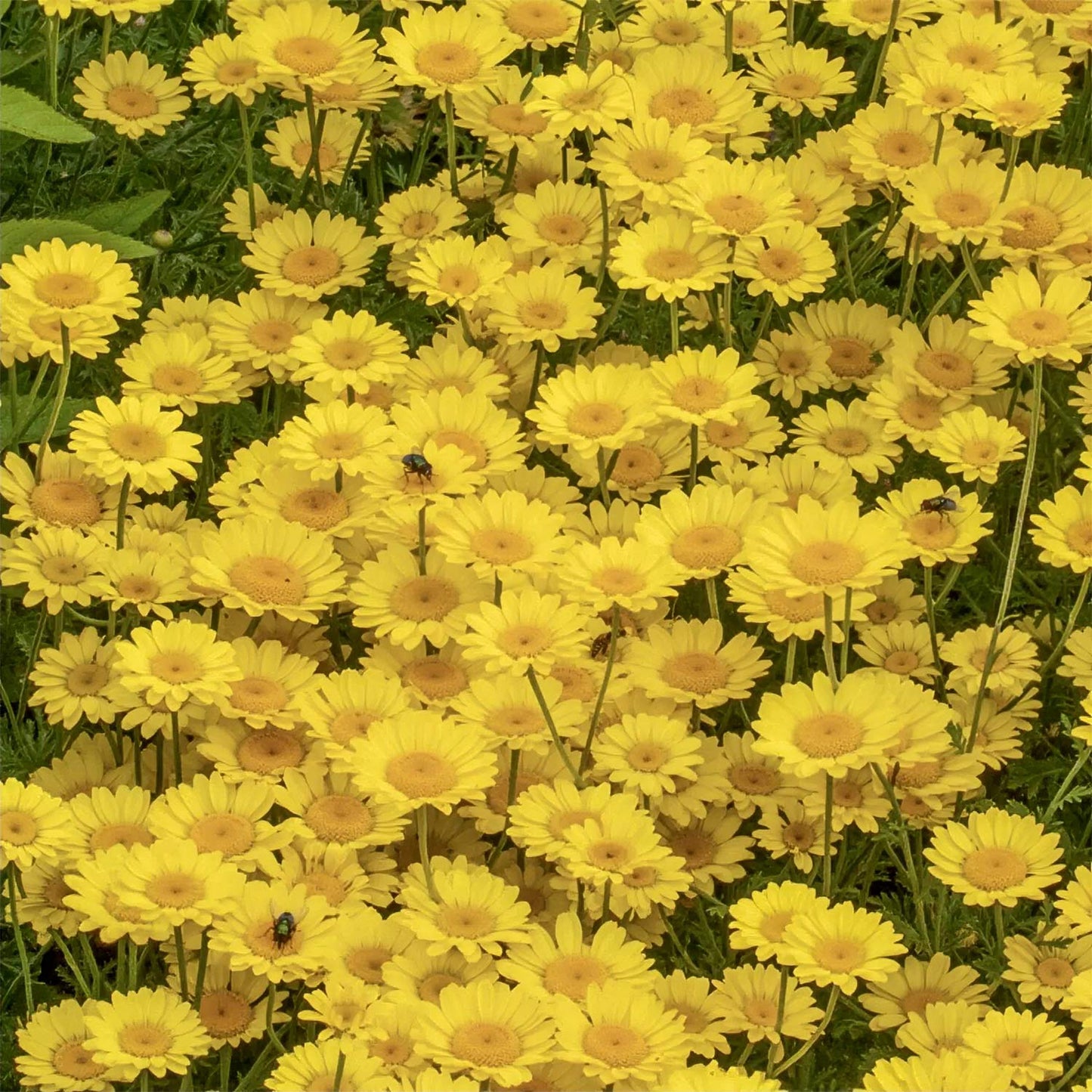 Anthemis tinctoria 'Dwarf Form'