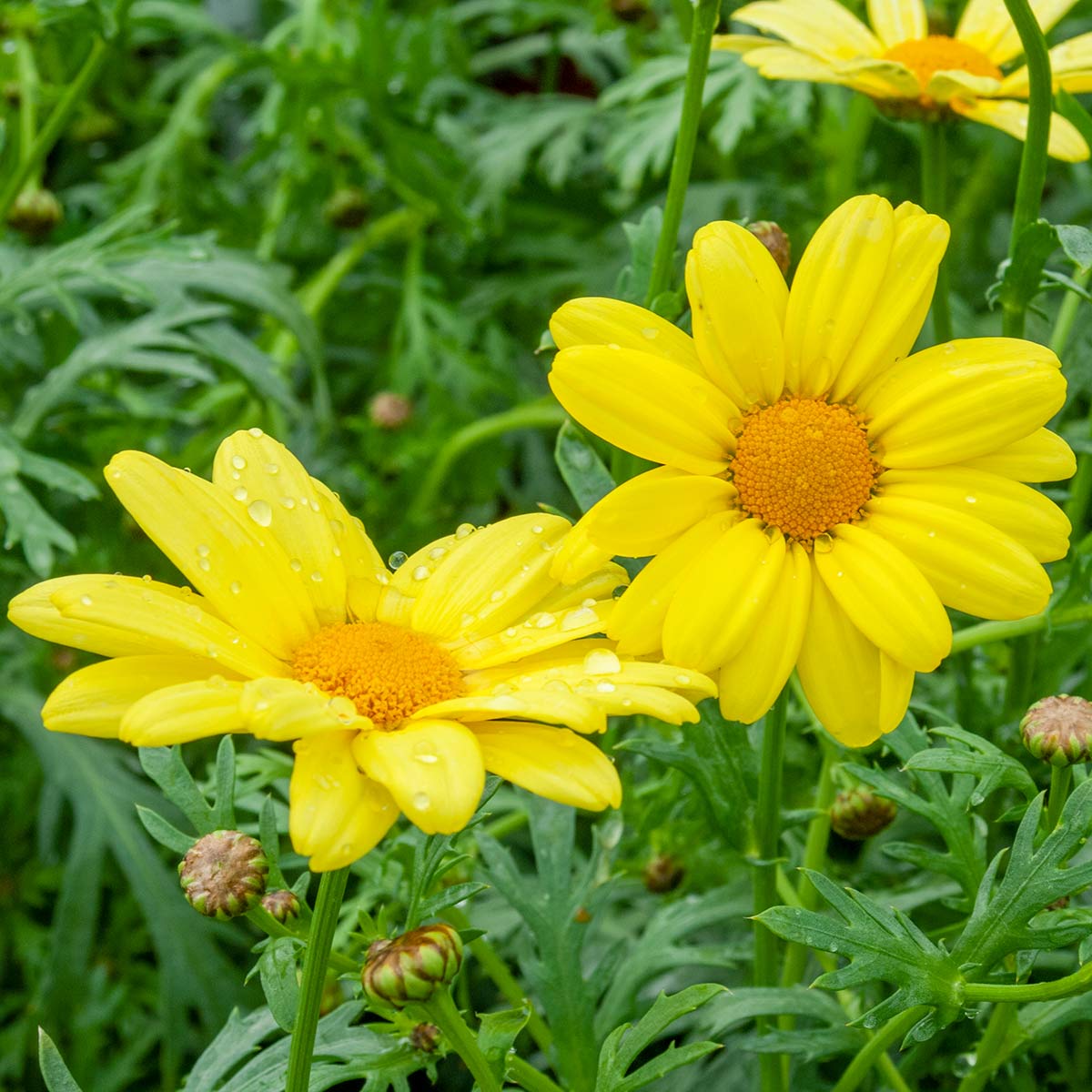 Argyranthemum 'Cornish Gold' (Marguerite 'Cornish Gold')