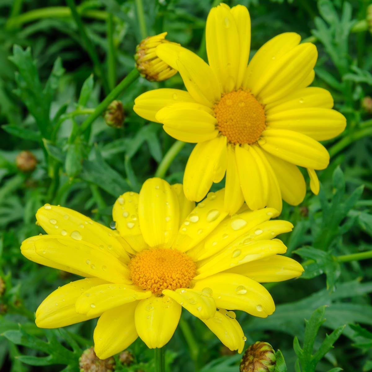 Argyranthemum 'Cornish Gold' (Marguerite 'Cornish Gold')