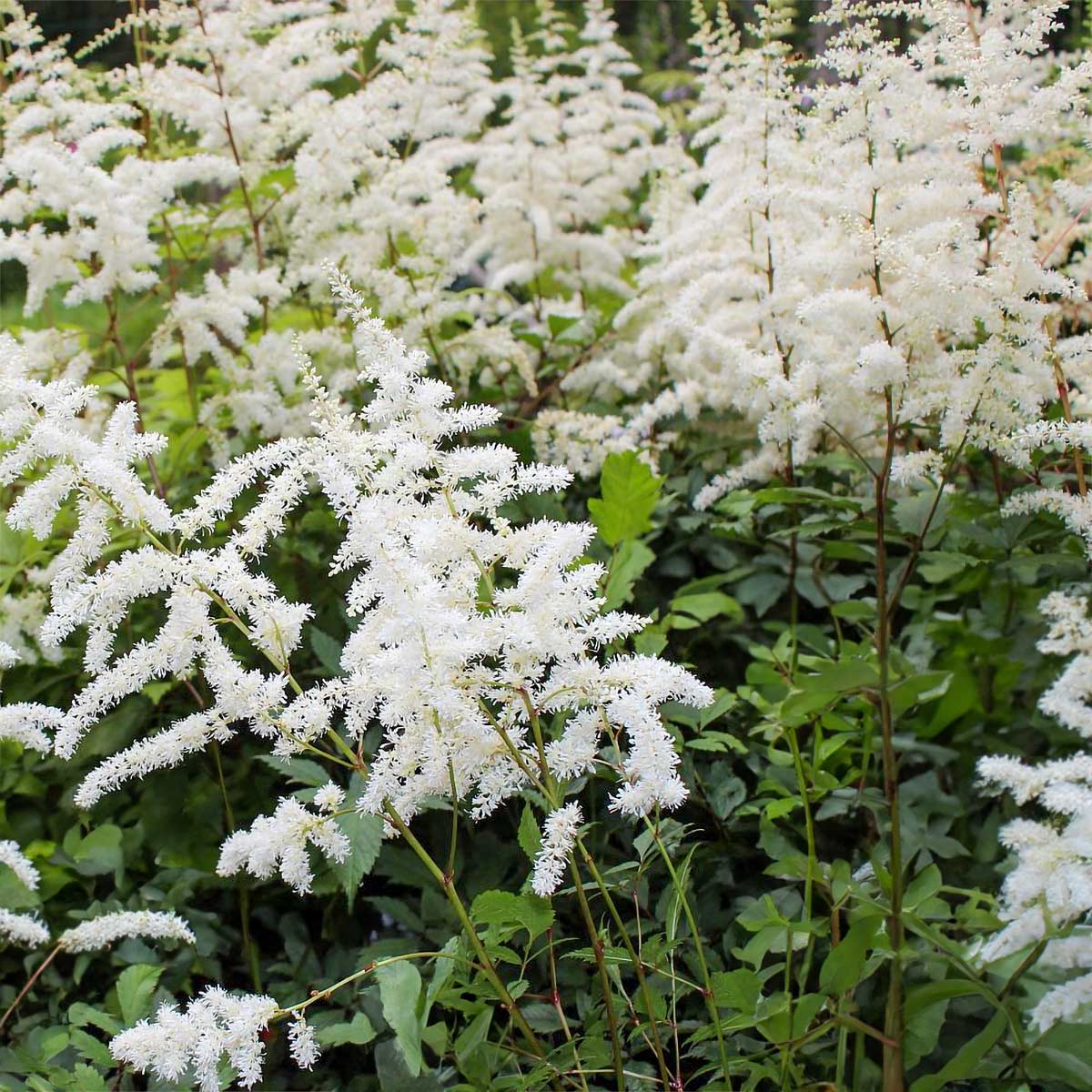 Astilbe x arendsii 'Ellie'