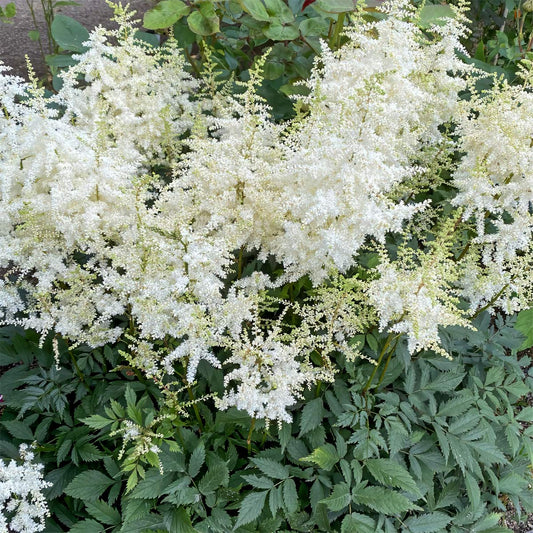 Astilbe x arendsii 'Ellie'