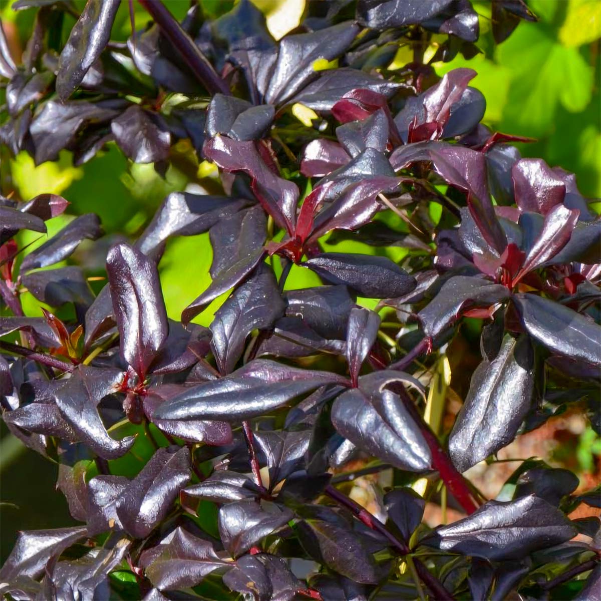 Berberis thunbergii 'Thunderbolt'