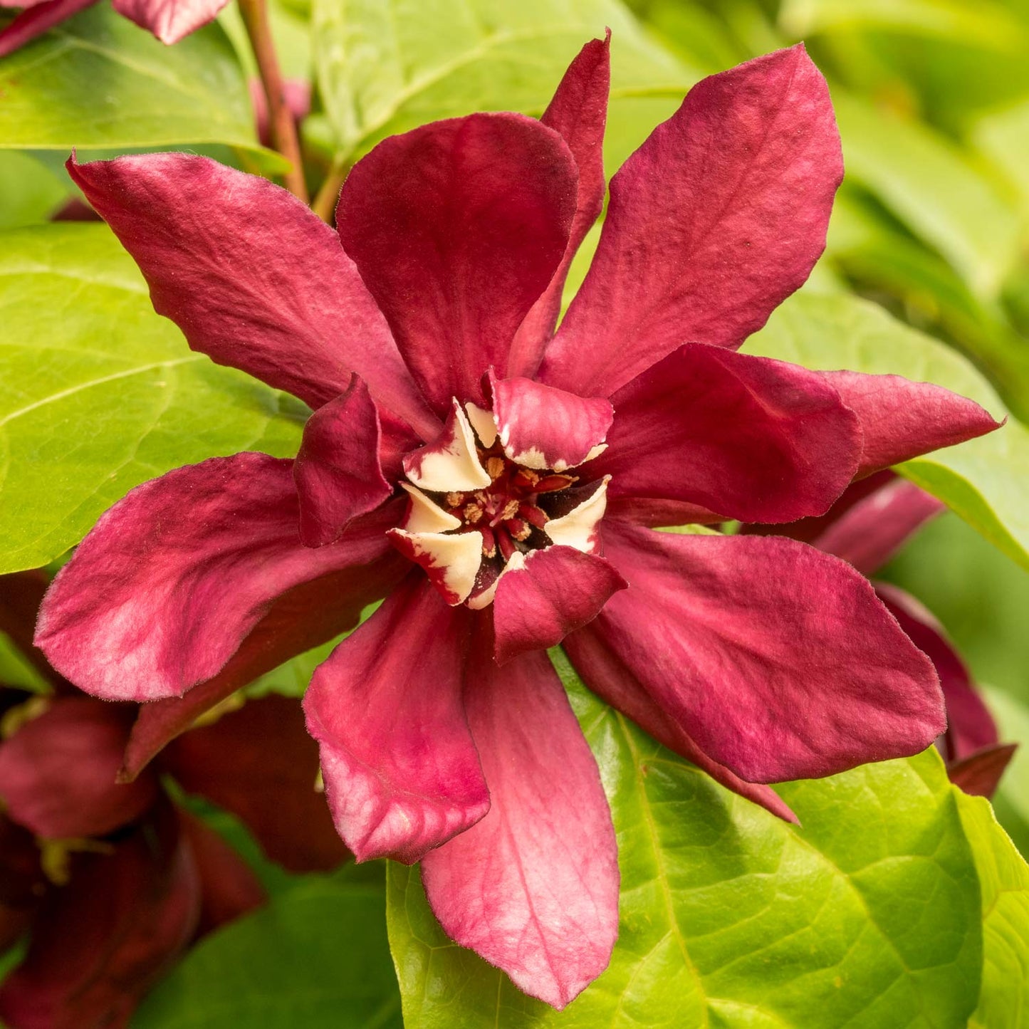 Calycanthus × raulstonii 'Hartlage Wine'