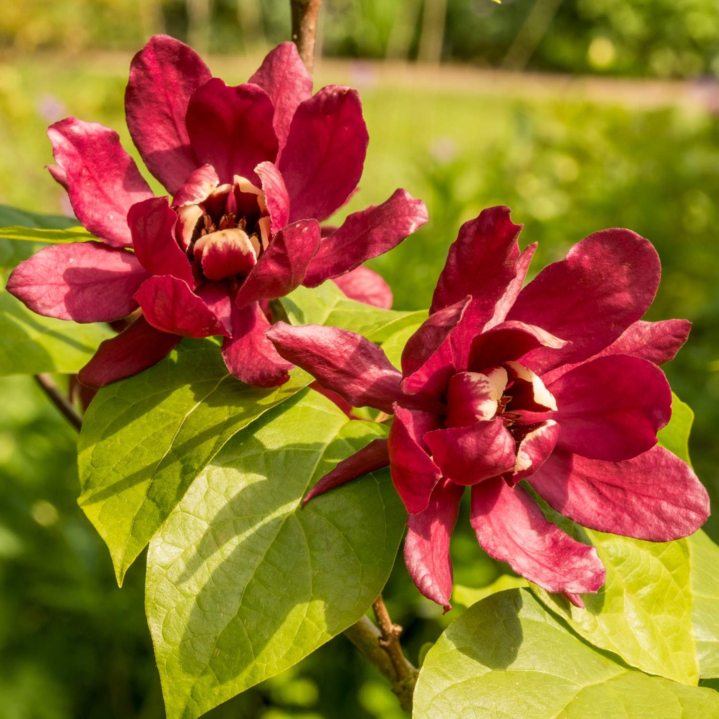 Calycanthus × raulstonii 'Hartlage Wine'