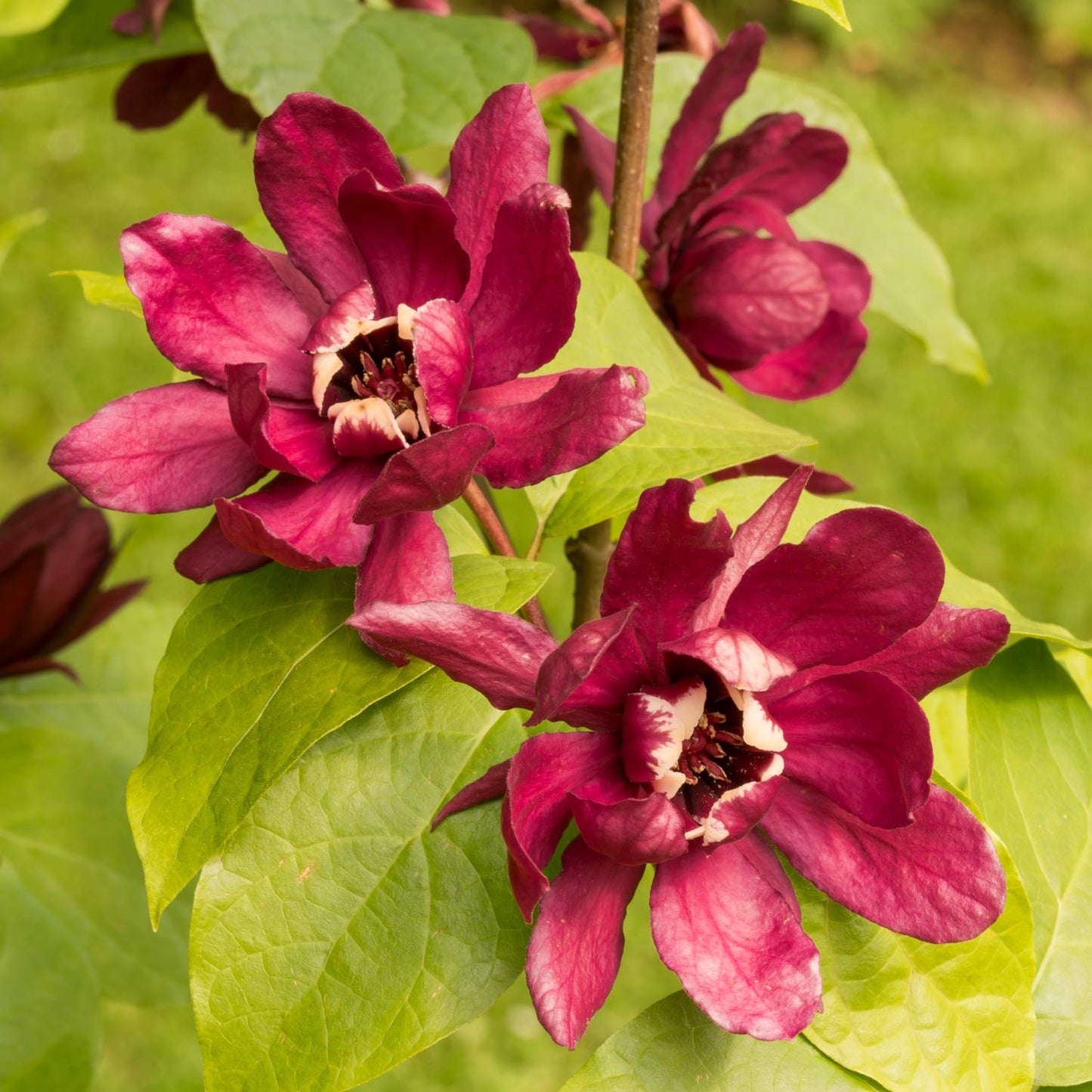 Calycanthus × raulstonii 'Hartlage Wine'