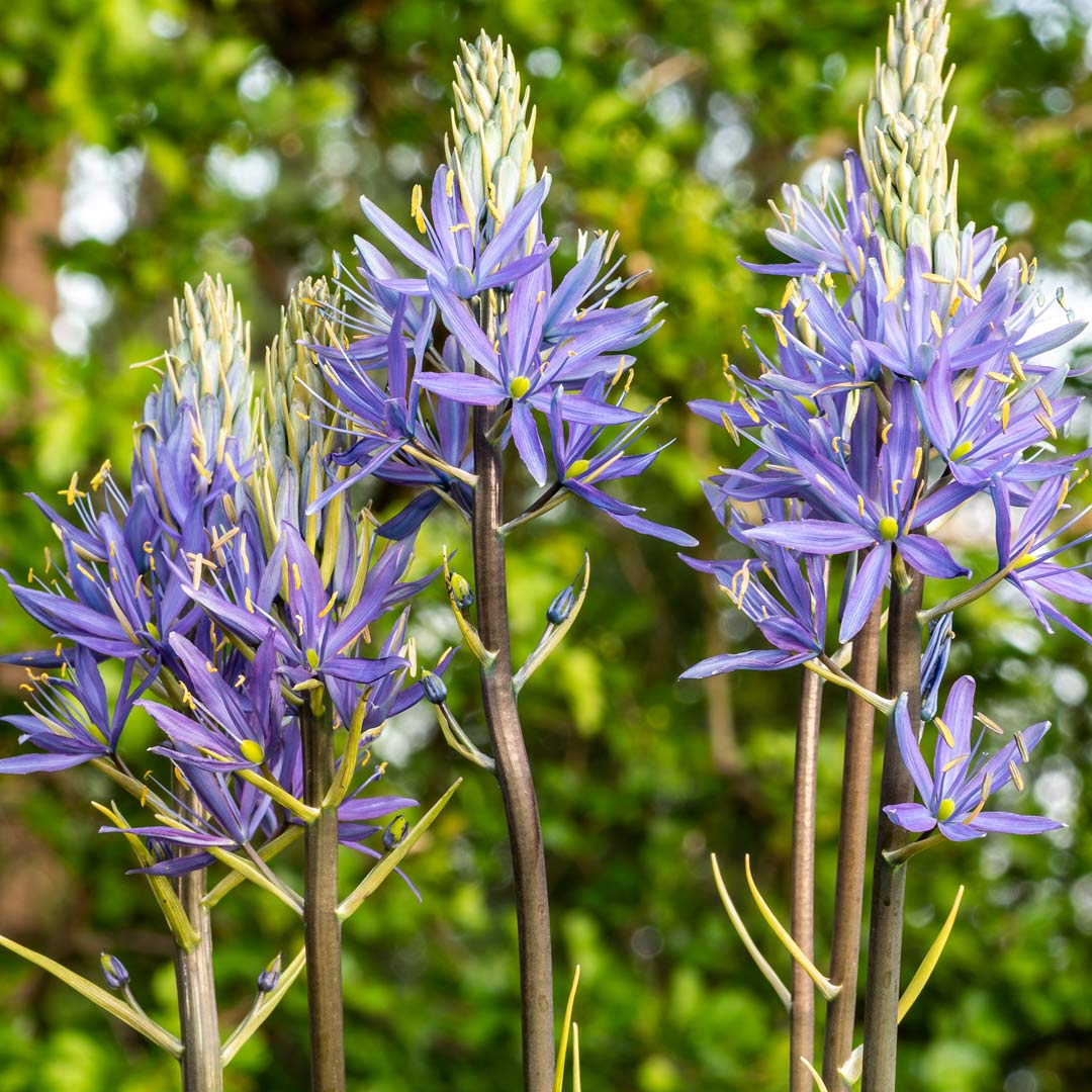 Camassia leichtlinii
