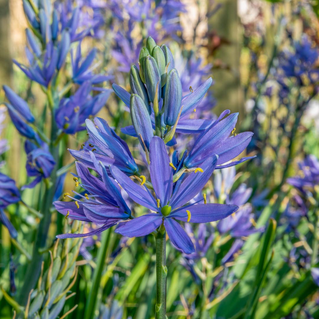 Camassia leichtlinii