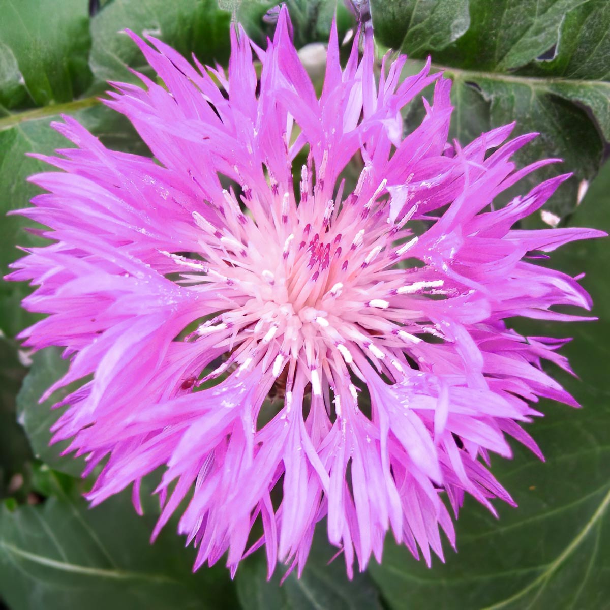 Centaurea 'John Coutts'