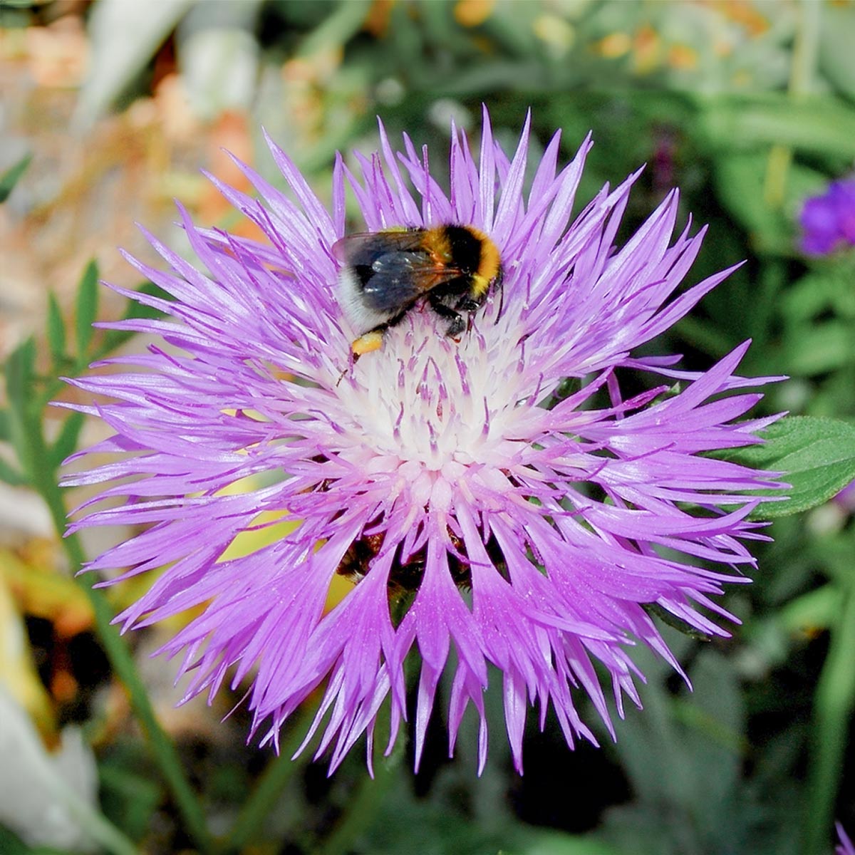 Centaurea 'John Coutts'Centaurea 'John Coutts'