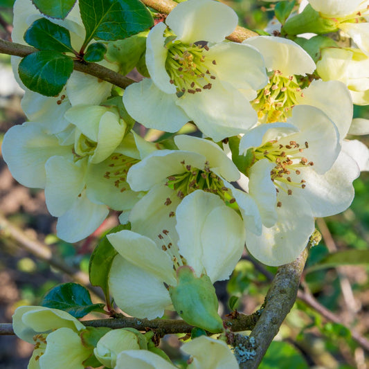 Chaenomeles x superba 'Lemon and Lime'