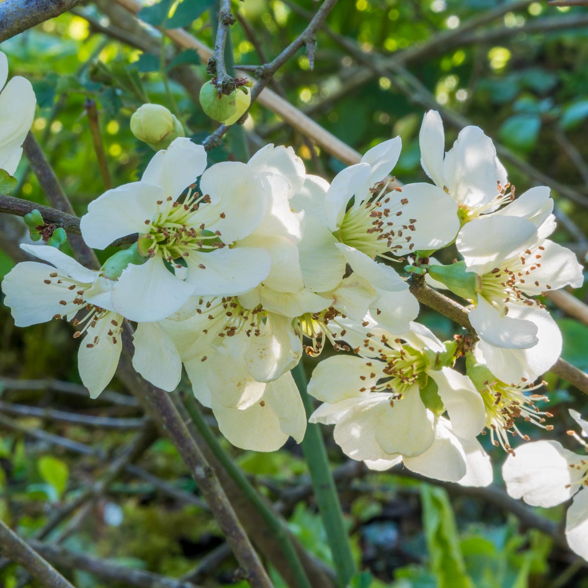 Chaenomeles x superba 'Lemon and Lime'