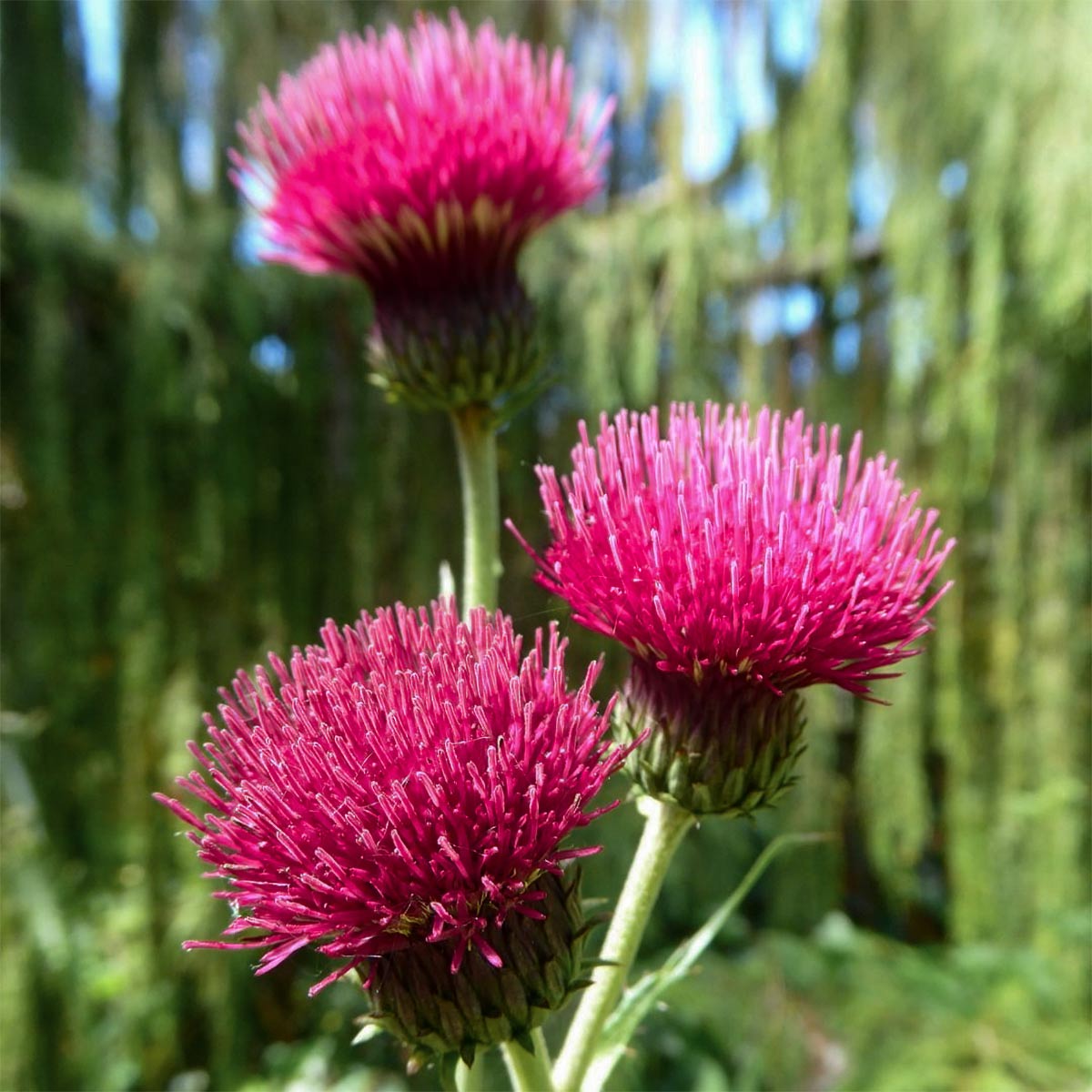 Cirsium rivulare 'Atropurpureum'