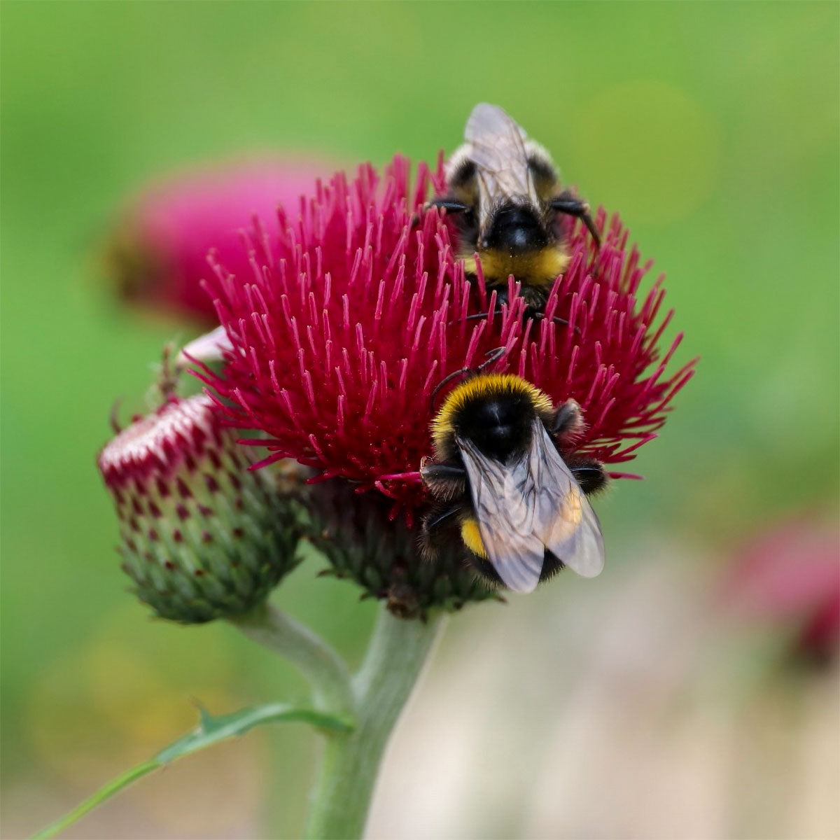 Cirsium rivulare 'Atropurpureum'