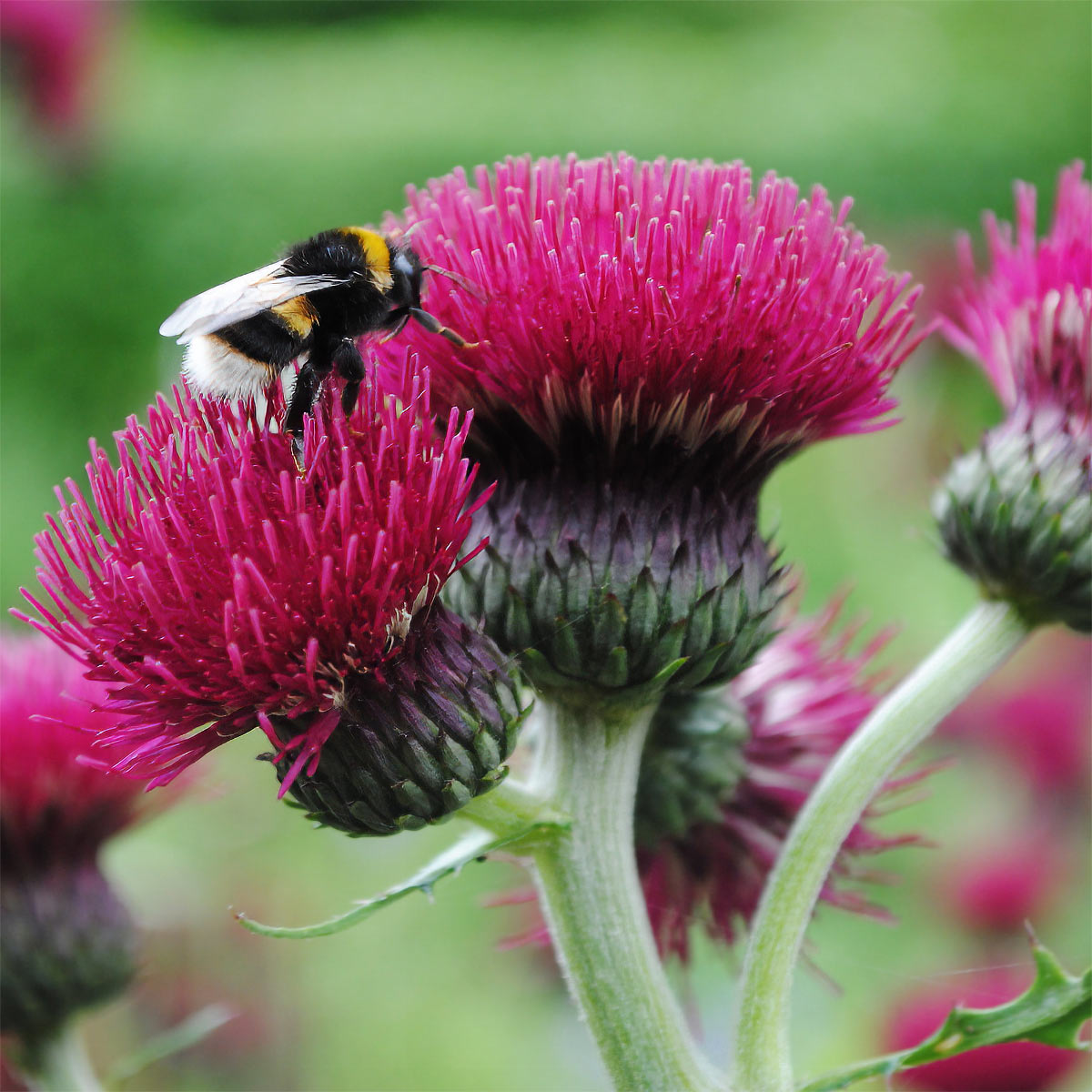 Cirsium rivulare 'Atropurpureum'