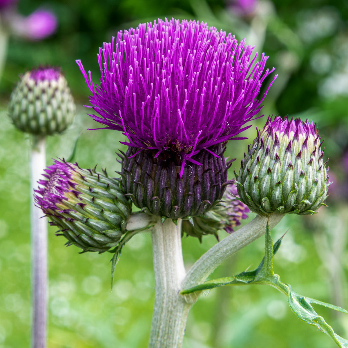 Cirsium rivulare 'Trevor's Blue Wonder'