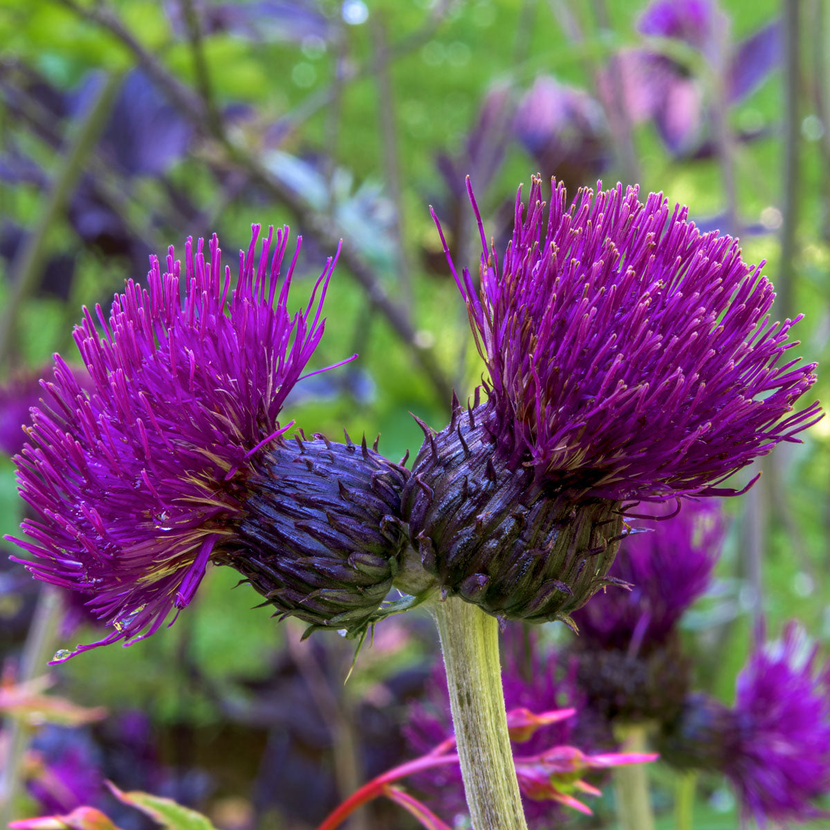 Cirsium rivulare 'Trevor's Blue Wonder'