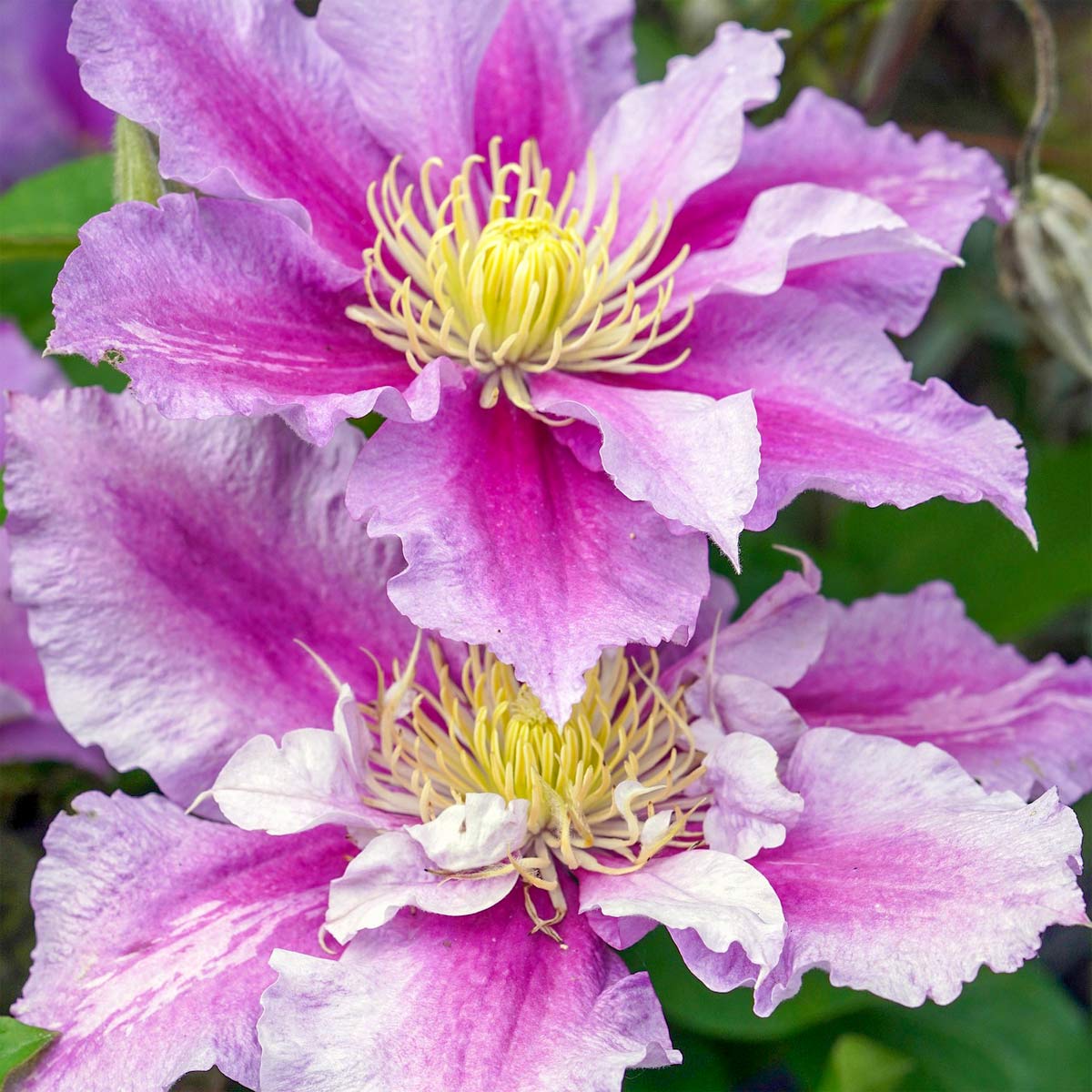 Clematis 'Piilu'